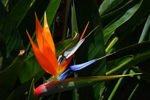 Райская птица (вид Strelitzia)