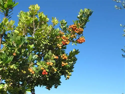 ветка с фруктами