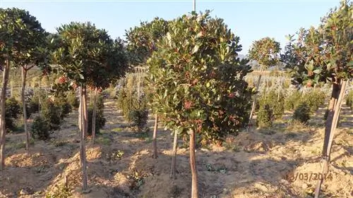 обрезка земляничного дерева