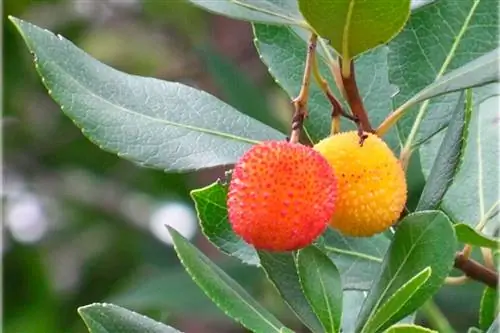 Обрезка земляничного дерева