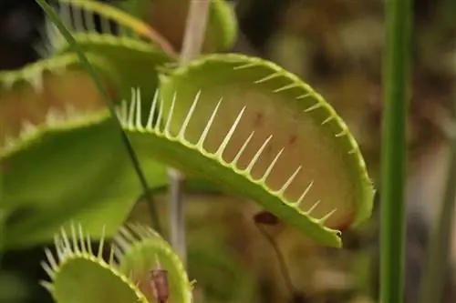 Венерина мухоловка - самый известный хищник.