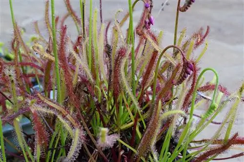 Drosera capensis быстро растет