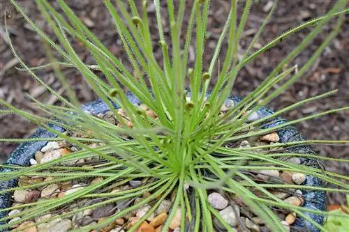 Дрозофиллум растет в Испании.