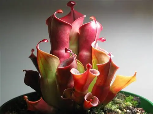 Heliamphora minor - нежное хищное животное.
