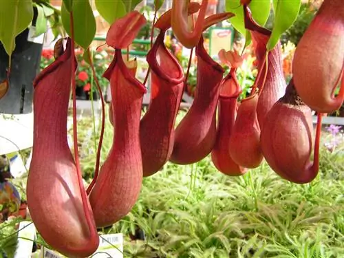 Nepenthes alata - тропическое плотоядное растение.
