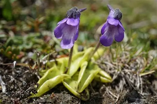 Pinguicula vulgaris - плотоядный сиреневый цветок.