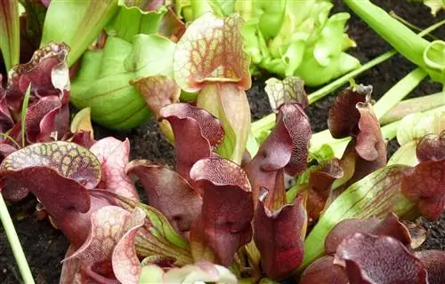 Sarracenia purpurea - хищник среднего размера.