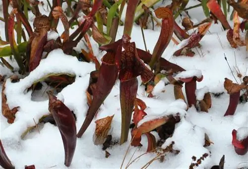 Сарасении нужно впасть в спячку