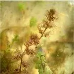 Utricularia australis имеет ловушки в форме пузырьков.