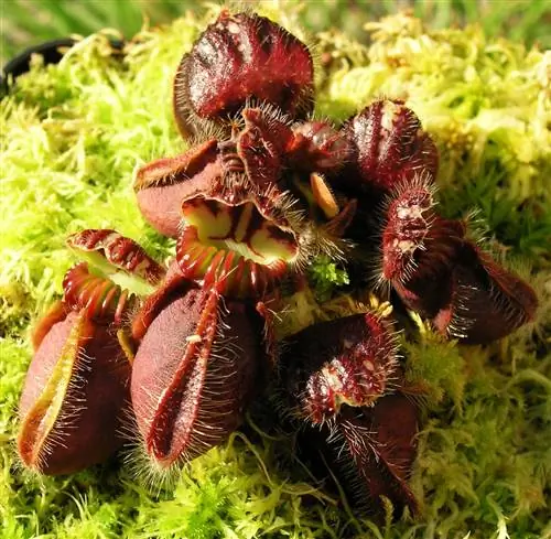 Головоногие - мелкие хищники.