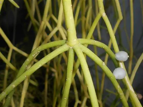 Rhipsalis baccifera - это кактус.
