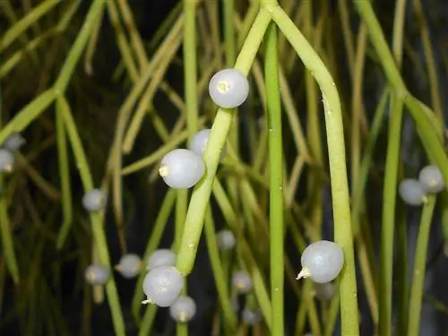 Rhipsalis baccifera - цветущий кактус.