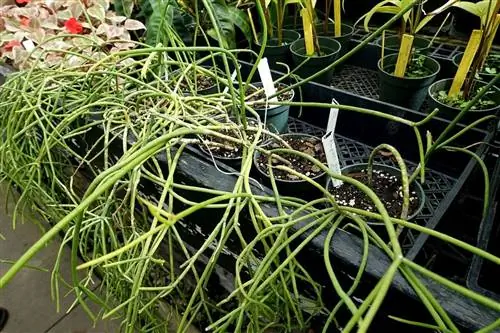 Rhipalis baccifera продаются в питомниках.