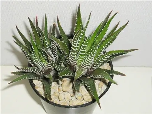 Haworthia fasciata - небольшой суккулент.