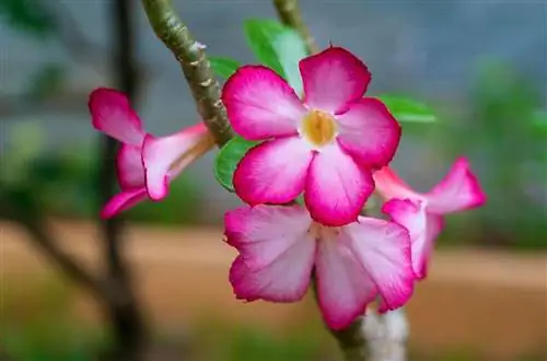 Пустынная роза - это суккулентное дерево.