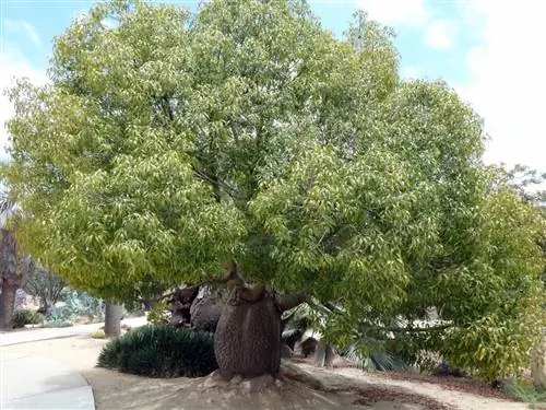 Brachychiton rupestris - тропическое дерево, устойчивое к морозам.