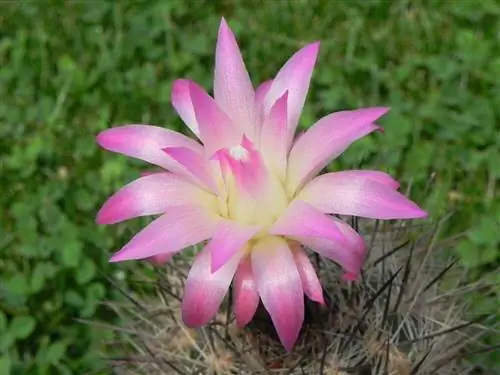 Eriosyce senilis - разновидность суккулентов.