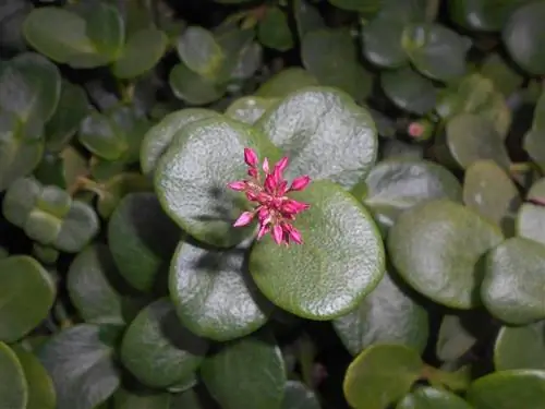 Crassula multicava - небольшой суккулент.