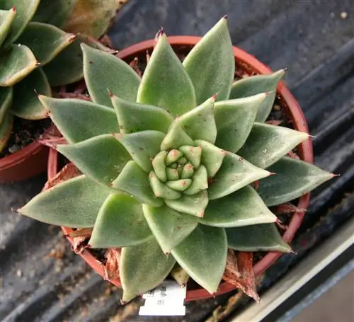 Echeveria agavoides можно держать в горшке.