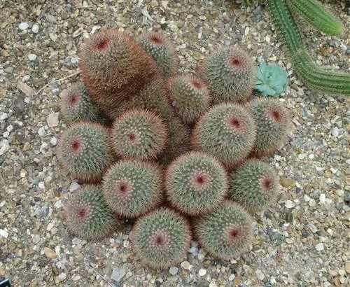 Mammillaria spinosissima - шаровидный кактус среднего размера.