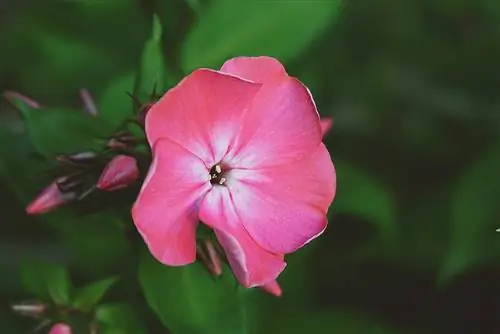 Покрытосеменные относятся к группе Spermatophyta.