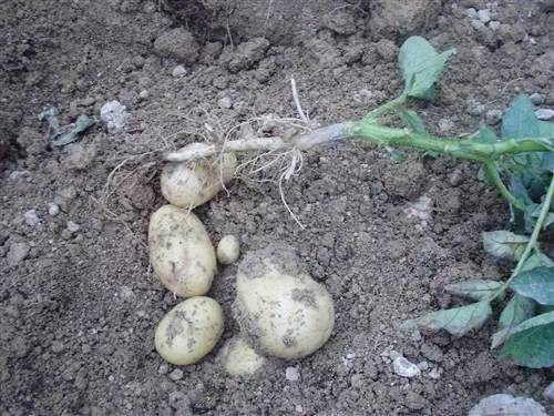 картошка в земле