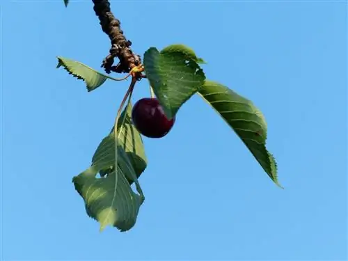 На вишневых деревьях могут быть вредители