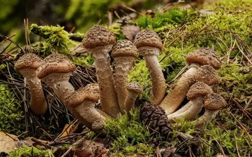 Образцы Armillaria ostoyae очень крупные.