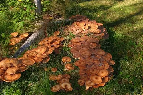 Самый большой гриб в мире занимает сотни гектаров