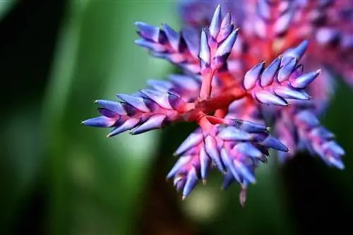 Монокарпические растения отмирают после цветения.