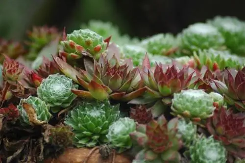 Sempervivum - монокарпические суккуленты.