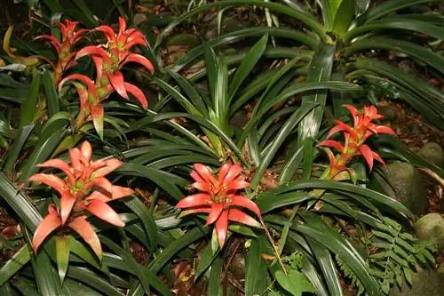 Гузмания - монокарпическая бромелиевая.