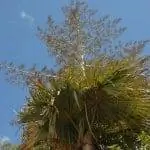 Тахина - монокарпическая пальма.