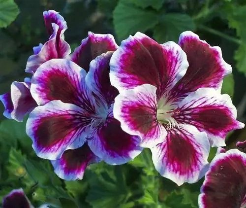 Пеларгония крупноцветковая (Pelargonium grandiflorum)