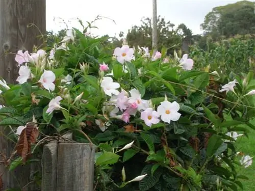 Мандевилья