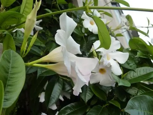 Mandevilla boliviensis, тропический альпинист.