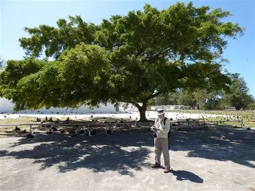 Вид на фикус бенджамина