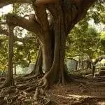 Фикус Бенджамина имеет большие корни.