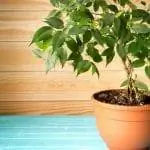 Фикус Бенджамина - интересное дерево для выращивания.