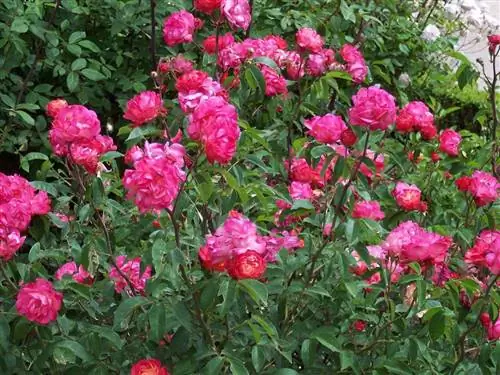 Rosa polyantha выпускает много цветов