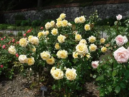 Кусты роз - это растения, которые цветут весной.