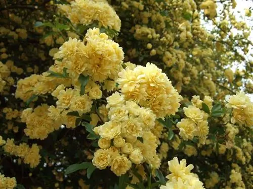 Rosa Banksiae - натуральная роза.