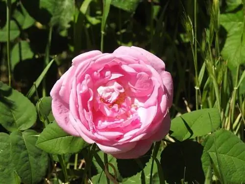 Чайная роза хорошего размера