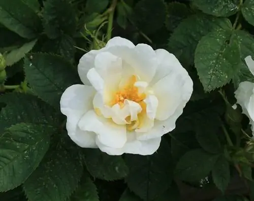 Rosa alba - природный крест.