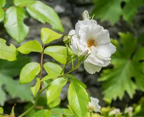 Роза флорибунда дает много цветов.