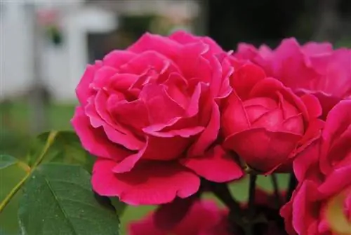 Розы (виды Rosa)