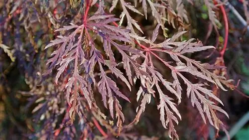 Acer palmatum var dissectum имеет тонкие листья.