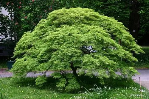 Acer palmatum dissectum - небольшое деревце.