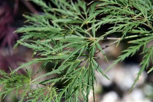 Acer palmatum var dissectum - листопадный кустарник.