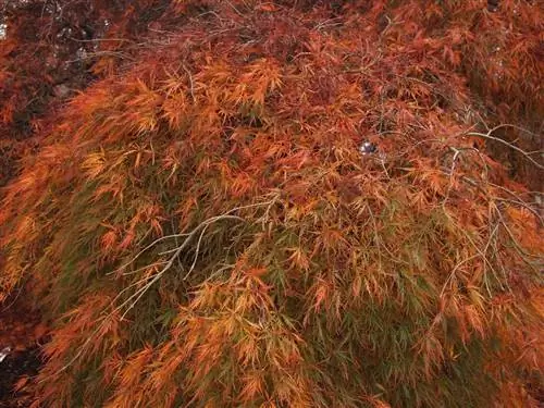 Acer palmatum var dissectum осенью меняет цвет